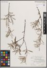 Foto von Salix eleagnos subsp. angustifolia (Cariot) Rech. f.